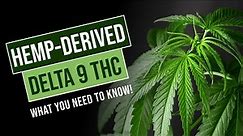 Hemp Derived Delta 9 THC - What You Need To Know 😎