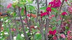 Euphorbia Milii Plant Arrangement | Care & Tips