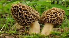 How to Grow Morel Mushrooms in your yard - Success I grew Morel Mushrooms in my yard