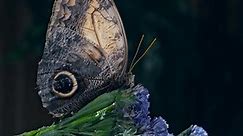 Caligo Memnon Butterfly Closing Wings