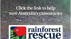It's World Cassowary Day💚. The... - Rainforest Rescue