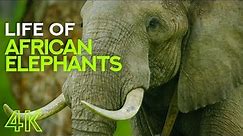 Life of African Elephants - Largest Terrestrial Mammals of the Earth - 4K Nature Documentary Film