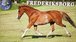 TOP Beautiful Frederiksborg Horse in the World!