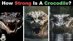 How Strong is a Saltwater Crocodile Compared to Other Crocodilians