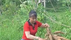 8_Harvesting cassava go to market sell #bushcraft #harvest #outdoors #build #camping #building #fruit #fypシ ##FacebookReelsContest #reels #funny #viral #vr #facebookreels #viralreels #reelsviral #reelsfacebook | Champion Porsche