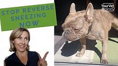 Reverse Sneezing In Dogs: Why It Occurs, How To Stop & Prevent It 🐶