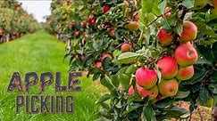 Apple Picking | Carter Mountain Orchard | Charlottesville Virginia | Apple Orchard