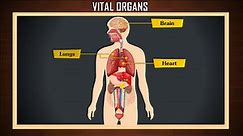 Internal organs of human body | How many organs in human body | Vital organs