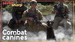Step aside bomb squad - the bomb dogs are here | Seven Sharp