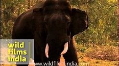 Warning! Large male elephant in Musth