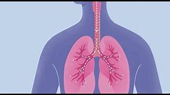 How COVID-19 Affects Your Lungs