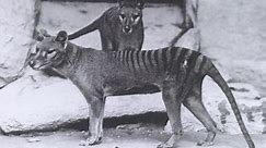 Tasmanian Tiger Sighting? Grainy Footage Claiming to be Extinct Thylacine Released