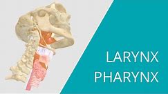 Larynx Pharynx - Interactive 3D Anatomy - Muscles that move the vocal cords