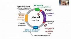 Molecular cloning overview - techniques & workflow