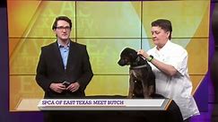 SPCA of East Texas: Meet Butch