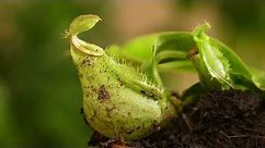 Rośliny owadożerne - muchołówka, rosiczka, dzbanecznik - wymagania roślin owadożernych