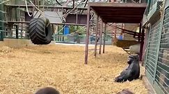 We send gorillas back to the wild💕 #gorilla #petlover #wildanimal #wildlife #family #reelsfb #viralvideo #foryou | GL cam