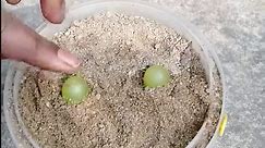 How To Grow Grapes From Grape Fruit in aloe vera Using banana how to plant grape