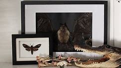 How to Make a Taxidermy Bat Display | GOTH DECOR