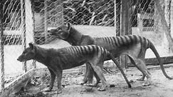Is there evidence the Tasmanian tiger still exists? – video report