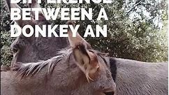 Difference between a donkey & mule