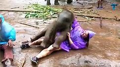 Top 60 Most Funny And Cute Baby Elephant Videos Compilation #2 - video Dailymotion