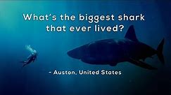 What's the biggest shark that ever lived?