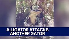 Video shows large alligator eating smaller alligator in Florida