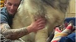 Caucasian Shepherd Yogi the Massive Guard Dog - video Dailymotion