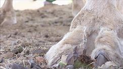 Watch a camel eating cactus - spines and all.