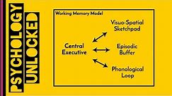 Working Memory | Baddeley & Hitch 1974 | Memory | Cognitive Psychology