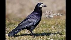 Voices of birds. Rook (Corvus frugilegus)