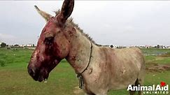 Brutally beaten donkey is loved at last