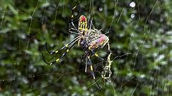 Nature: Spider webs