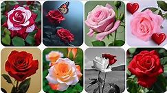 Rose dp images and Flower Wallpaper Photo for whatsapp dp pic | flower photo