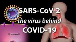 Understanding the Virus that Causes COVID-19, Animation