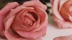 Roses Floral Screensaver - Valentines Day Art for TV