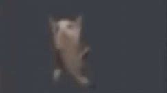 Cat dancing meme