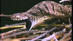 The Egg Eating Snake