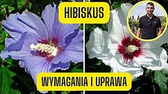 Hibiskus – wymagania i uprawa ketmii syryjskiej (obficie i cudnie kwitnący krzew)