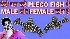 How To Identify Male And Female In Pleco Fish