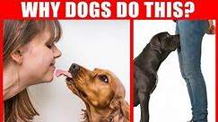 40 Strange Dog Behaviors Explained - Jaw-Dropping Facts about Dogs