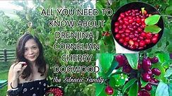 ALL YOU NEED TO KNOW ABOUT DRENJINA / CORNELIAN CHERRY DOGWOOD