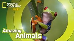 Red-eyed Tree Frog 🐸 | Amazing Animals