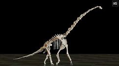 Long-necked sauropod dinosaurs had unusual way of walking