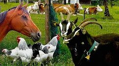 Top25 Most beautiful Farm Animals - rare breeds of lifestock, cattle, goats chickens horse poultry