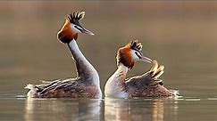 Great crested grebe (Podiceps cristatus) sound - Call and song