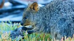 Meet the Quokka - Cutest Animal from Australia