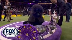 'Siba' the standard poodle wins Best in Show at 2020 Westminster Kennel Club Dog Show | FOX SPORTS