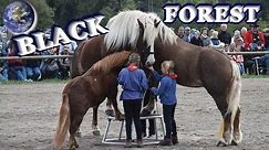 TOP Beautiful Black Forest Horse in the World!